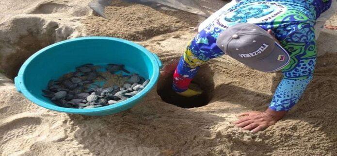 La Guaira impulsa leyes para la protección de tortugas marinas y uveros de playa