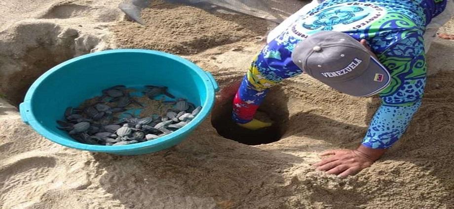 La Guaira impulsa leyes para la protección de tortugas marinas y uveros de playa