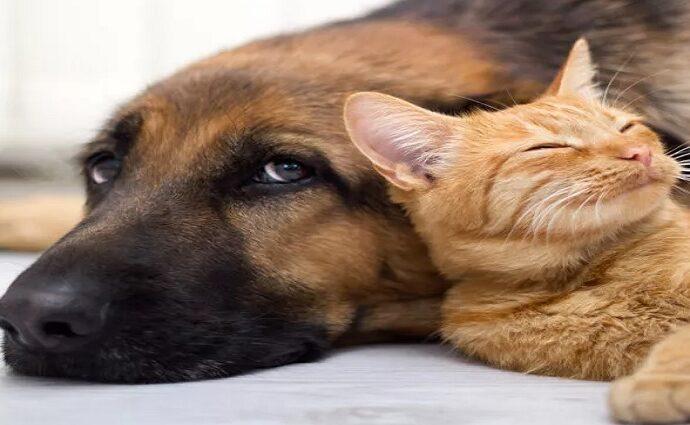 Margarita se moviliza: Protectores y fundaciones exigen reforma de ley contra el maltrato animal