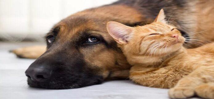 Margarita se moviliza: Protectores y fundaciones exigen reforma de ley contra el maltrato animal