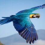 IVIC impulsa el aviturismo en Venezuela