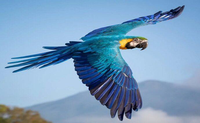 IVIC impulsa el aviturismo en Venezuela