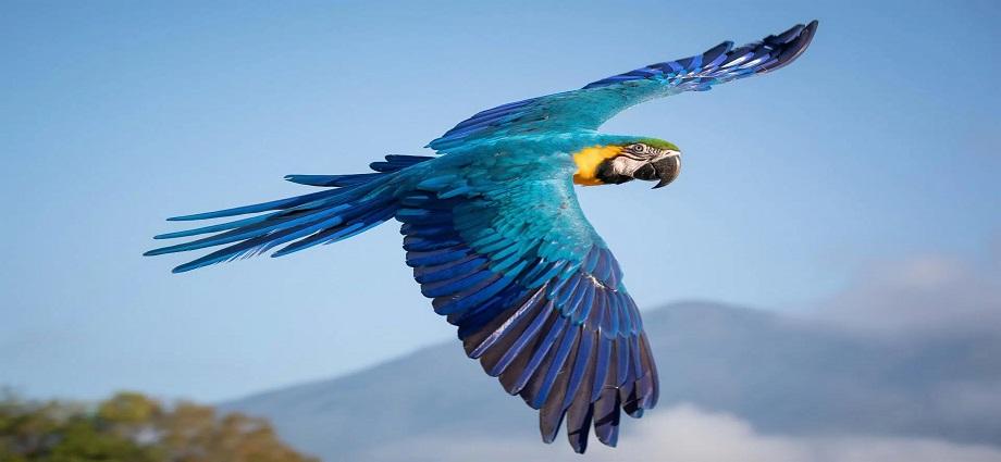 IVIC impulsa el aviturismo en Venezuela