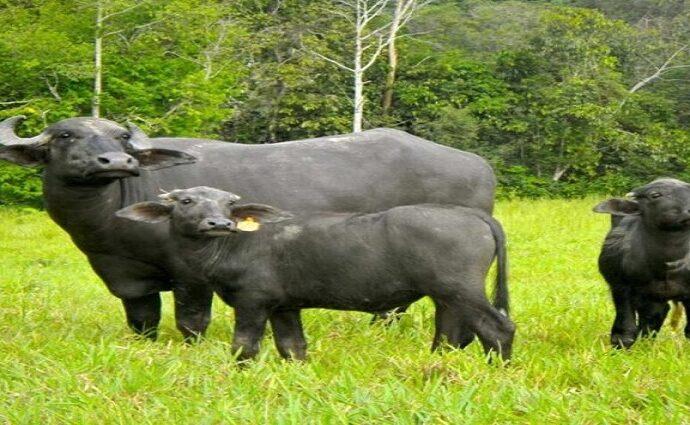 El búfalo se consolida en Venezuela: aporta el 20% de la carne y el 40% de la leche nacional