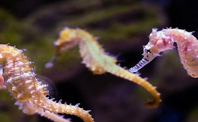 Avistan caballitos de mar en fase reproductiva en el Parque Nacional Mochima