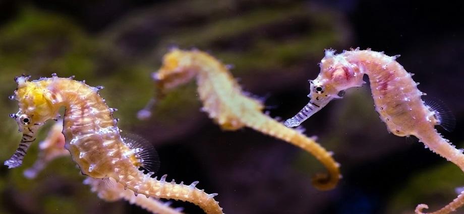 Avistan caballitos de mar en fase reproductiva en el Parque Nacional Mochima
