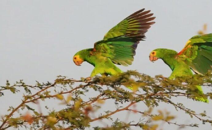 Censo de Provita registra 2.805 cotorras cabeciamarillas en Macanao