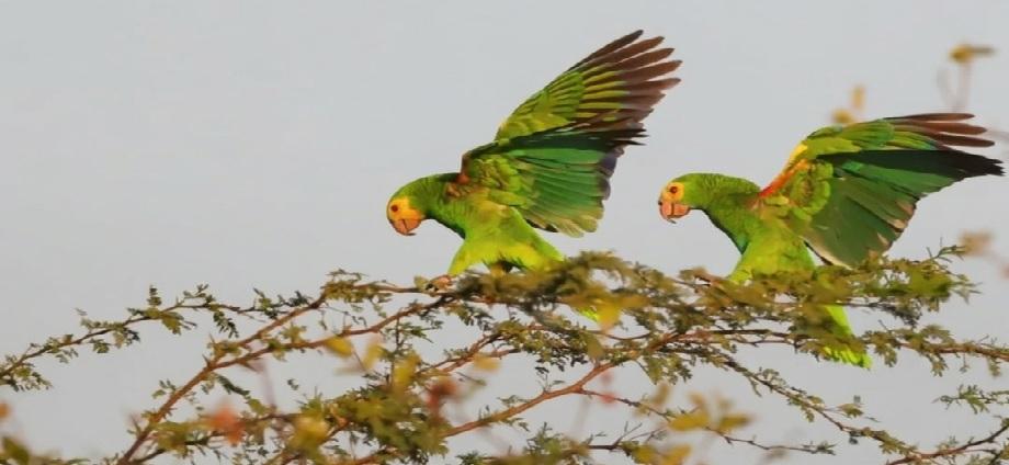 Censo de Provita registra 2.805 cotorras cabeciamarillas en Macanao