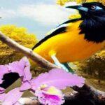 La Décima en el día a día: Llegando la primavera