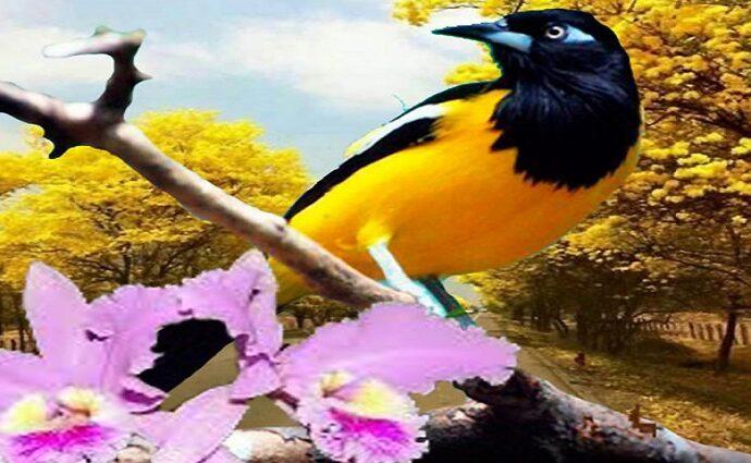 La Décima en el día a día: Llegando la primavera