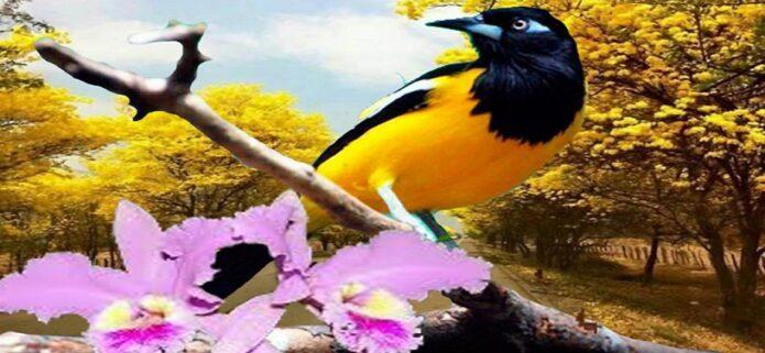 La Décima en el día a día: Llegando la primavera