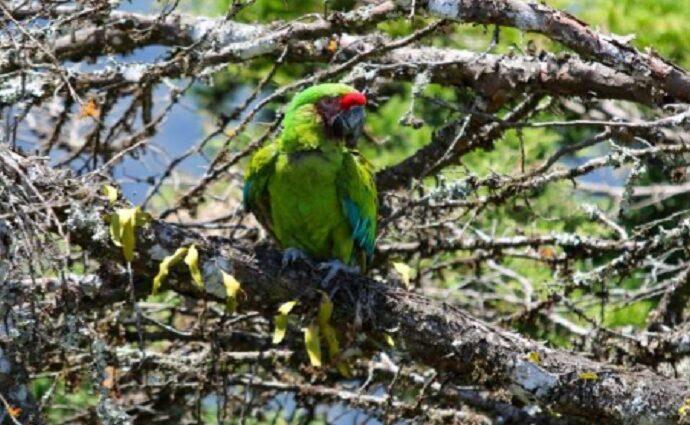 El Waraira Repano recibe 13 aves silvestres