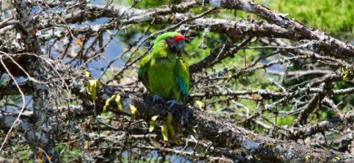 El Waraira Repano recibe 13 aves silvestres
