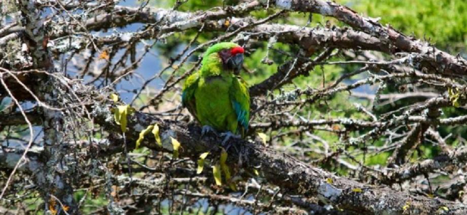 El Waraira Repano recibe 13 aves silvestres