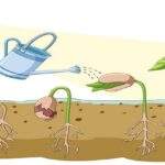 La Décima en el día a día: Agua y la semilla nace