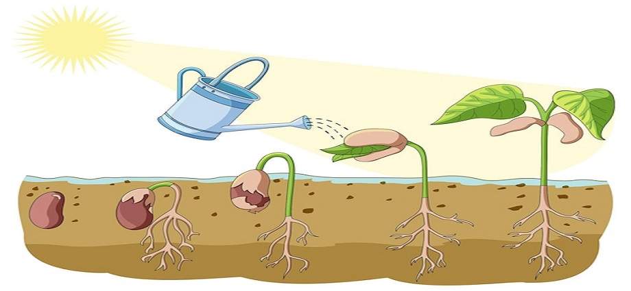 La Décima en el día a día: Agua y la semilla nace