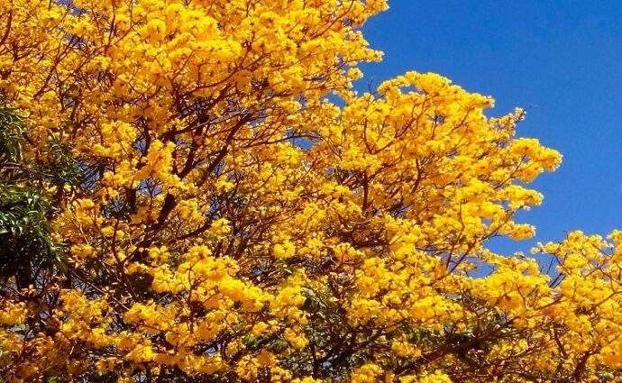 San Cristóbal inicia plan de reforestación con la siembra de araguaneyes