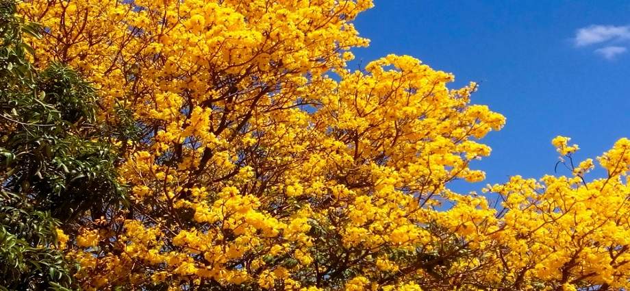 San Cristóbal inicia plan de reforestación con la siembra de araguaneyes