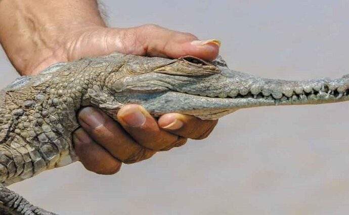 Liberan 129 caimanes del Orinoco para impulsar la recuperación de la especie en Apure