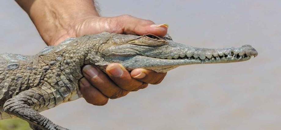 Liberan 129 caimanes del Orinoco para impulsar la recuperación de la especie en Apure