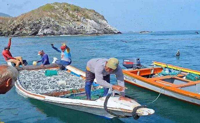 Nueva Esparta supera a Sucre en la pesca de sardinas