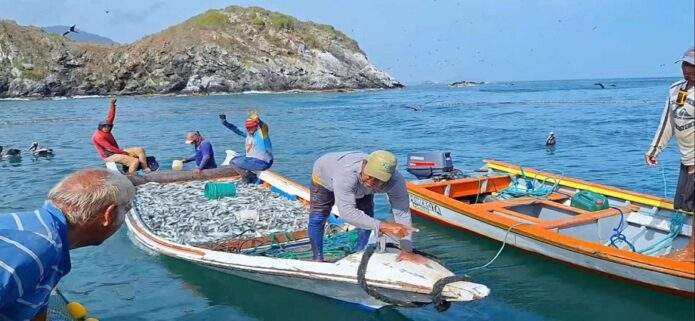 Nueva Esparta supera a Sucre en la pesca de sardinas