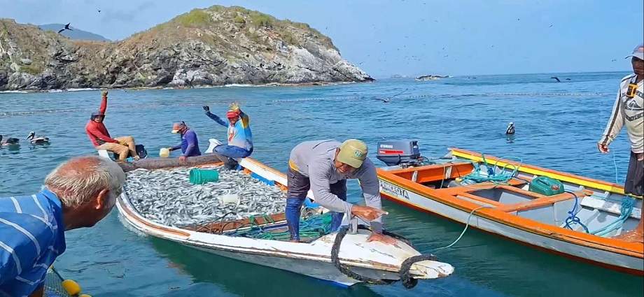 Nueva Esparta supera a Sucre en la pesca de sardinas