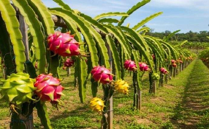 La pitahaya despega en el campo venezolano