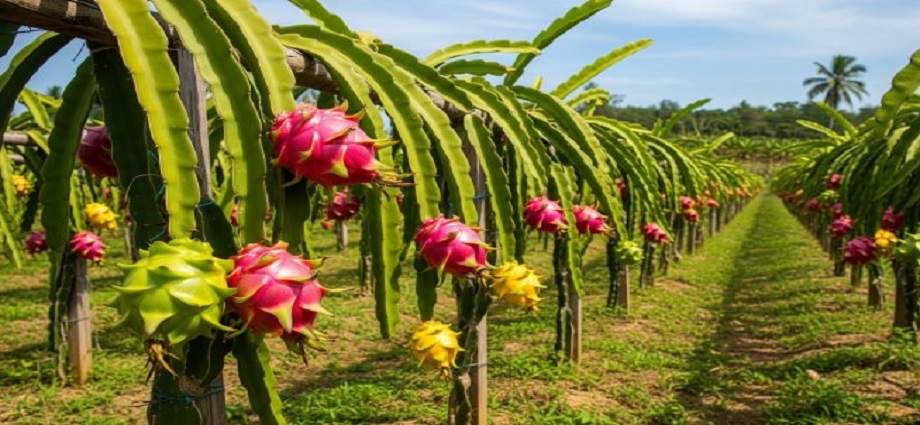 La pitahaya despega en el campo venezolano