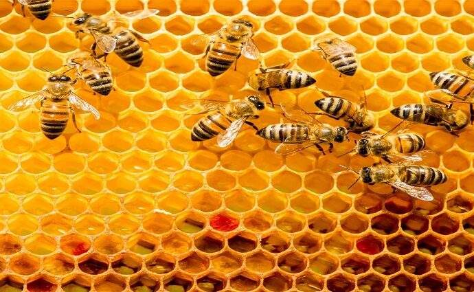 UNET y UCAB Guayana impulsan foro sobre cuidado de abejas