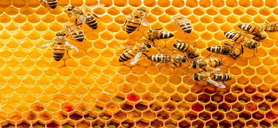 UNET y UCAB Guayana impulsan foro sobre cuidado de abejas
