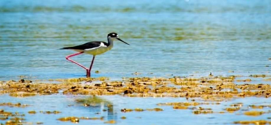Avistamiento récord impulsa el turismo científico en Nueva Esparta