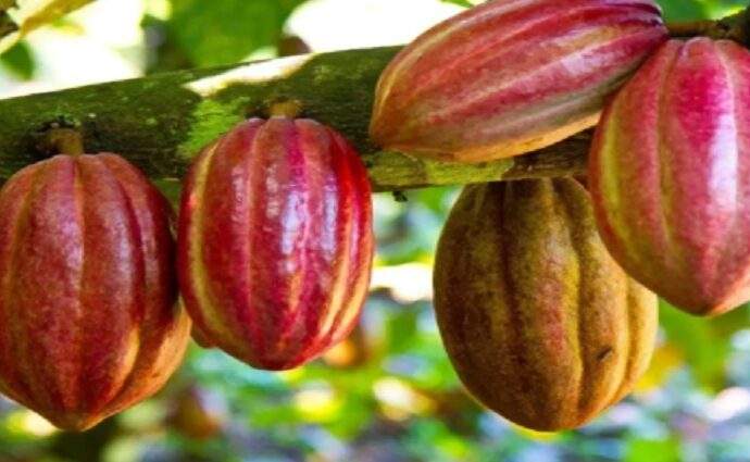 Florecen más de mil plantas de cacao en Las Tejerías