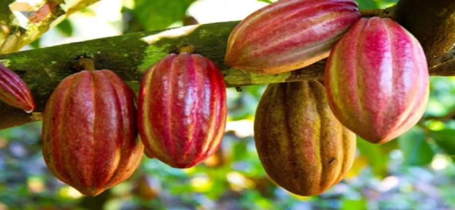 Florecen más de mil plantas de cacao en Las Tejerías