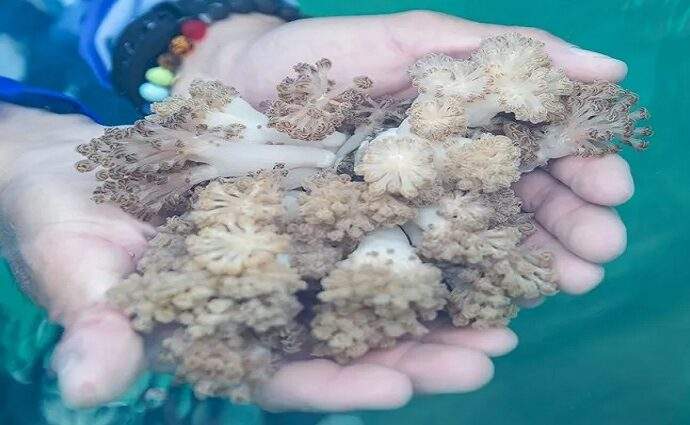 El coral invasor Unomia ya coloniza el 80% de las costas de Mochima