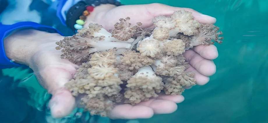 El coral invasor Unomia ya coloniza el 80% de las costas de Mochima