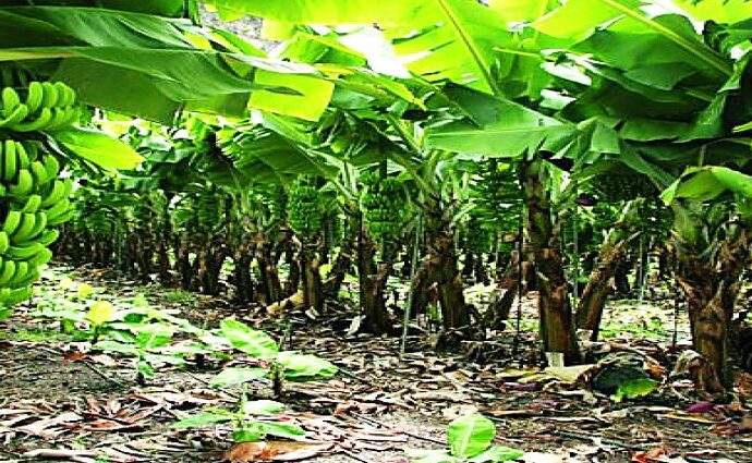 Empresas mixtas potencian producción de banano en Trujillo