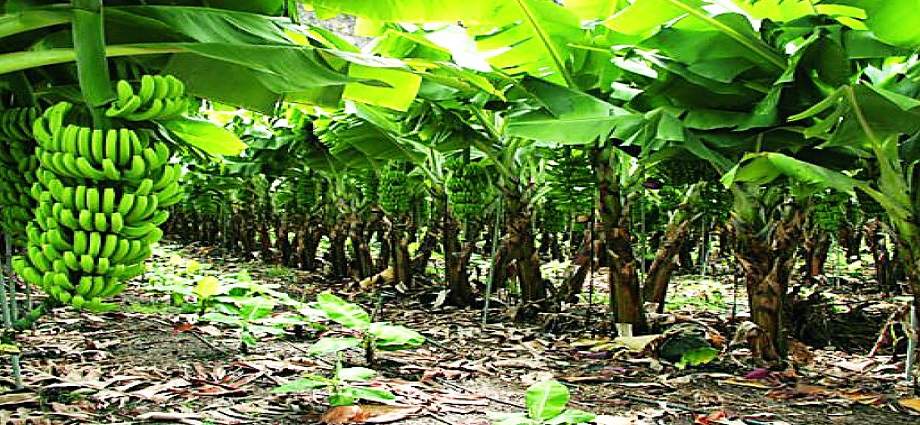 Empresas mixtas potencian producción de banano en Trujillo
