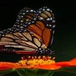 La Décima en el día a día: Las mariposas productoras de flores y vida