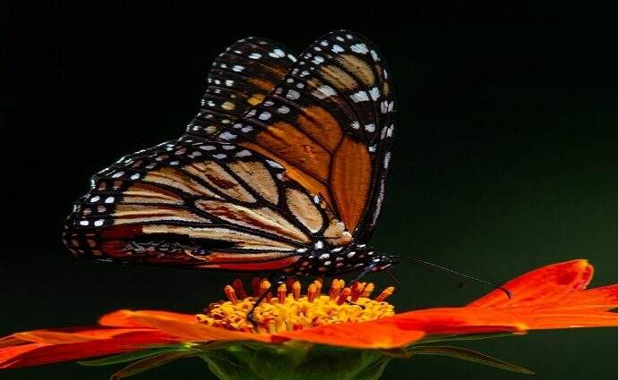 La Décima en el día a día: Las mariposas productoras de flores y vida