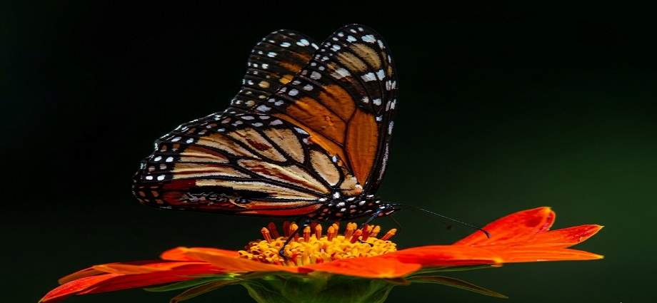 La Décima en el día a día: Las mariposas productoras de flores y vida