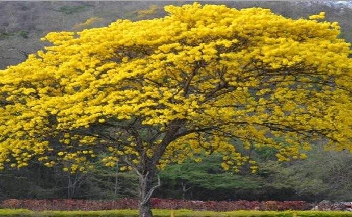 El Araguaney y el milagro dorado que detiene a Venezuela