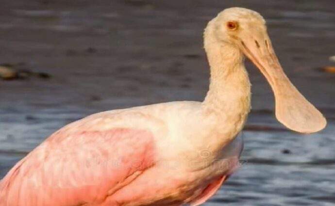 Captan una espátula rosada en la Laguna del Morro de Porlamar
