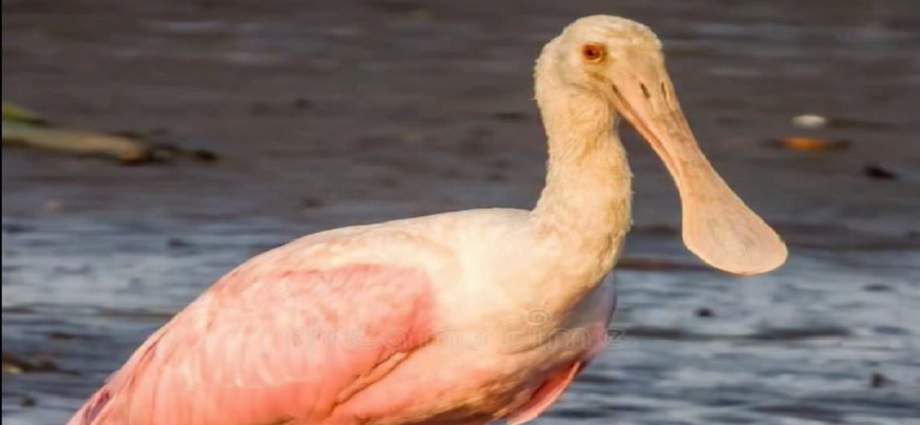 Captan una espátula rosada en la Laguna del Morro de Porlamar