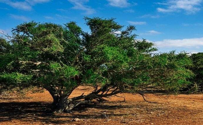 El Guayacán: Corazón de madera, poesía y raíz de la identidad margariteña