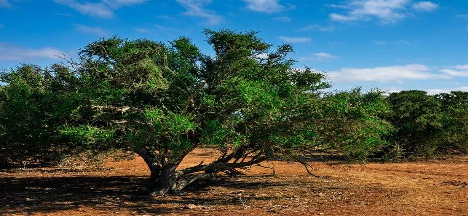 El Guayacán: Corazón de madera, poesía y raíz de la identidad margariteña