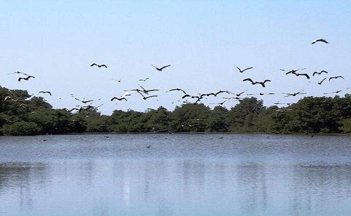 Nueva Esparta se suma al Global Big Day: Una cita con la biodiversidad en Margarita