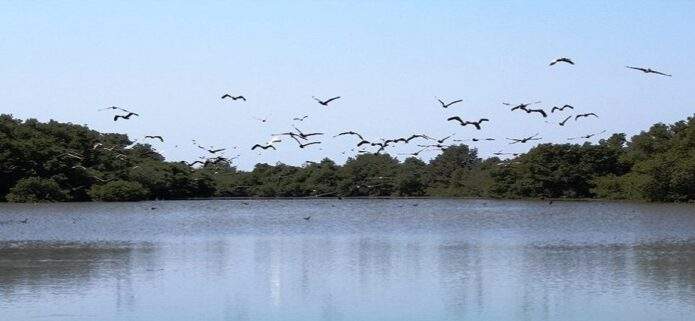 Nueva Esparta se suma al Global Big Day: Una cita con la biodiversidad en Margarita