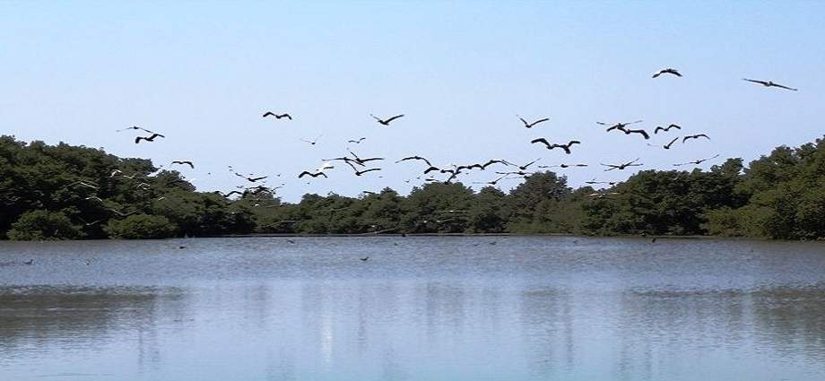Nueva Esparta se suma al Global Big Day: Una cita con la biodiversidad en Margarita