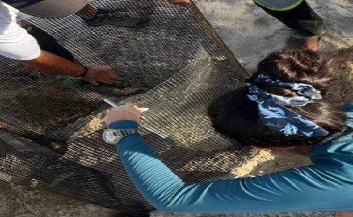 Monitorean nidos de tortugas en Playa El Agua